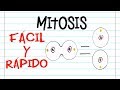 Mitosis and Cell Division Concepts