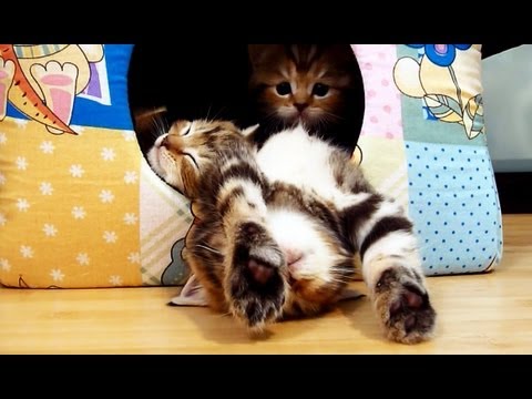 Super Polite Kitten Carefully Walks Over His Sleeping Siblings