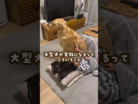 ゴールデンレトリバーとの生活と家族の素敵な時間 サムネイル