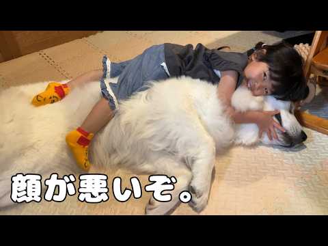 【３秒】４歳児が超大型犬を押し倒しハグするまでにかかった時間…秒でした笑｜グレートピレニーズ&オールドイングリッシュシープドッグ&トイプードル