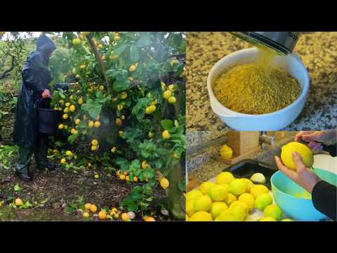 TEMPERO CASEIRO QUE TRANSFORMA QUALQUER PRATO- COMO ESTÁ O RIO DA SELVA