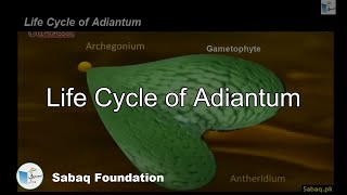 Life Cycle of Adiantum