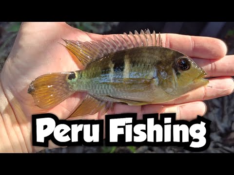 Fishing a small pond in the amazon rainforest & peru fishing 🇵🇪 video thumbnail