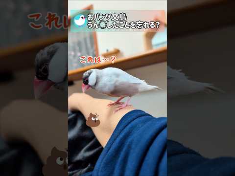 うんＰしたことを忘れるおパンツ文鳥 #文鳥 #javasparrow #birds #shorts
