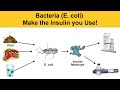 Insulin Production and E. coli