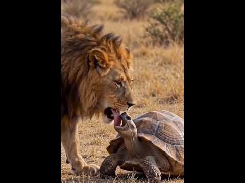 老虎是他😀乌龟是她😄这才是真爱😝现实作品