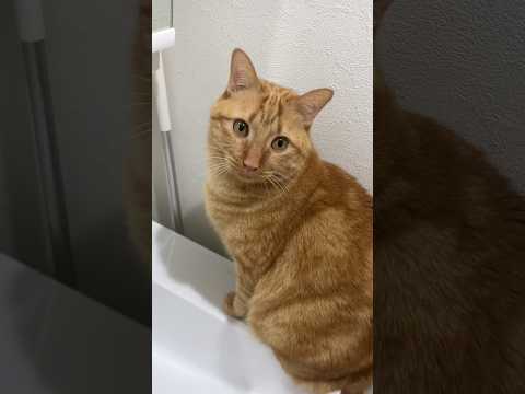 チャイの忙しい1日😸
