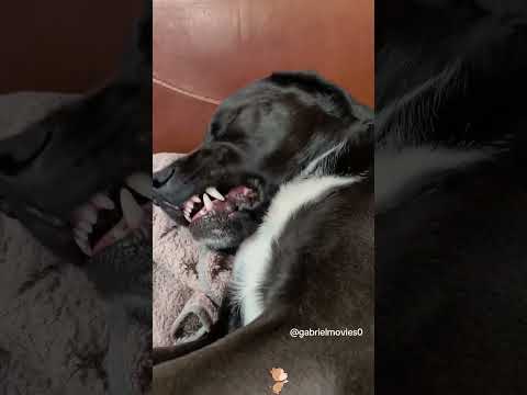 Очень милые собачки заснули смешно #собачка #смешноевидео