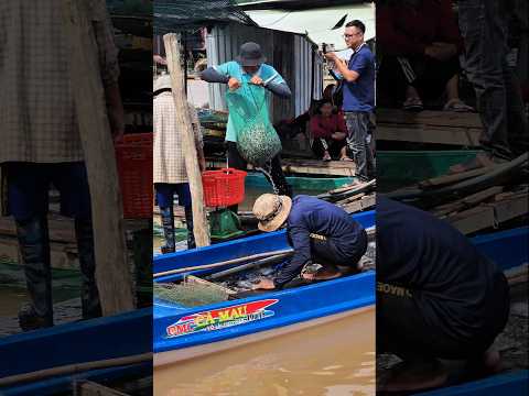 cá linh biên giới Campuchia về ngày cả chục tấn