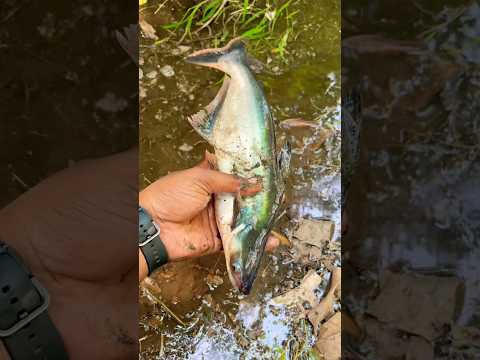 Aaj mujhe fish Mila hai 🎣😮 !! #facts #fishing #fish #shark #new #sharklife #sharkdiving