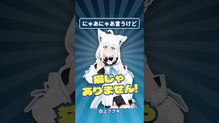 にゃあにゃあ言うけど、猫じゃありません【白上フブキ】#ホロライブ