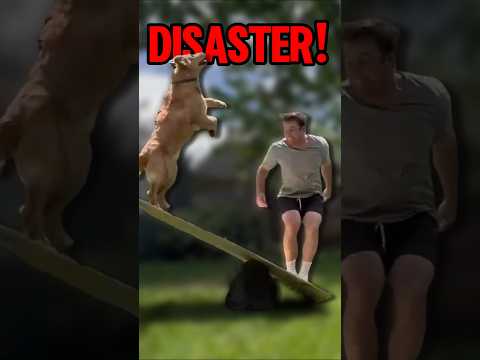 He had a brilliant idea #pets