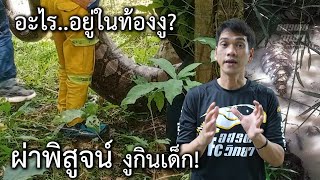 อะไรอยู่ในท้องงู? ผ่าพิสูจน์งูกินเด็ก!! อสรพิษวิทยา EP.232