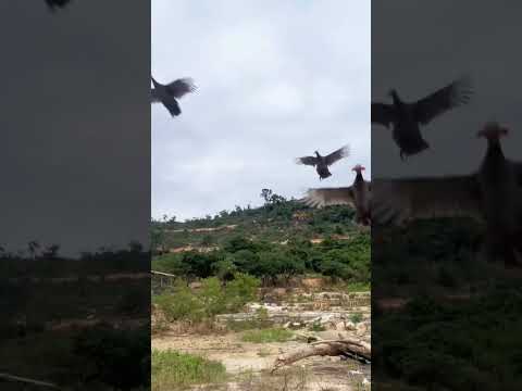 Wild planes come to rural life