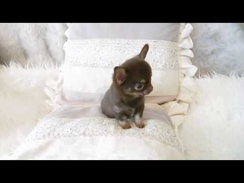 Tea Cup Chihuahua In Bakersfield For Sale 01/2022