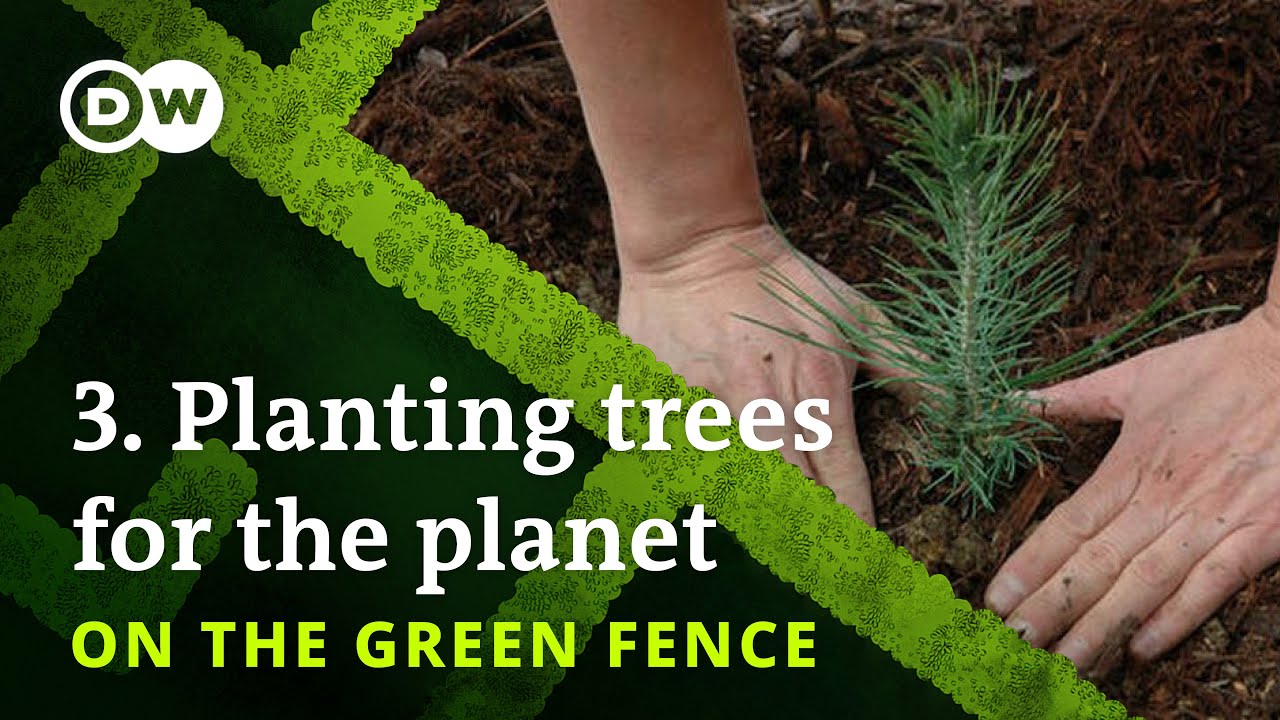 Why planting more trees won’t save us from climate change – On the Green Fence