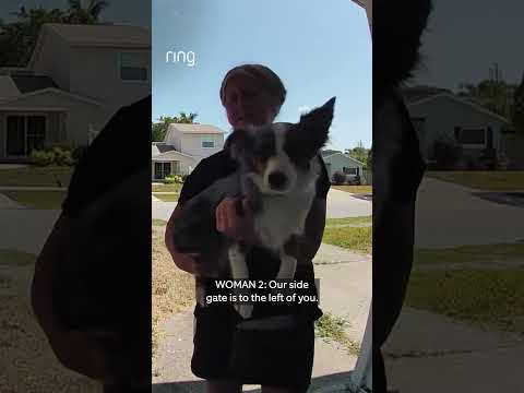 A 7.5-month Mini Aussie puppy escaped her yard and wandered to neighbor's mailbox