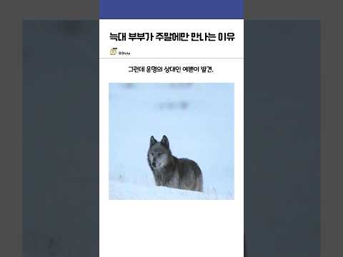 늑대부부가 주말에만 만나는 이유