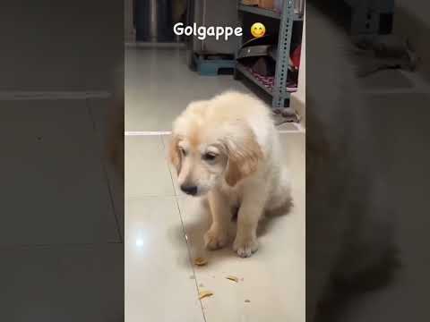 #DogLovers #CuteDog #FunnyDogs #DogViral #DogVideo #PuppyLove #PetViral #DogLife #InstaDog #DogTok