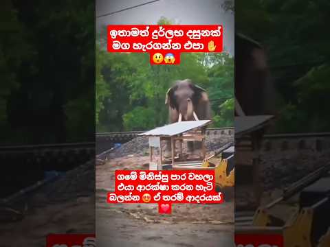 මහවැසි මැද පාර පනින මහරජ කාවන්තිස්ස 😍 #highlightseveryone #trending #viralreels #shorts