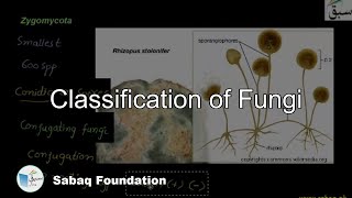 Classification of Fungi, Zygomycota