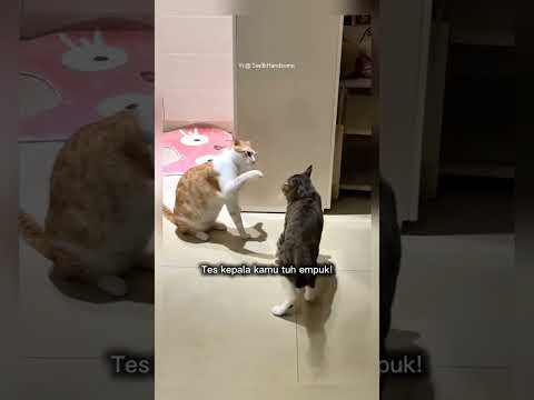 kucing ini gigit ekor teman nya #shorts #short