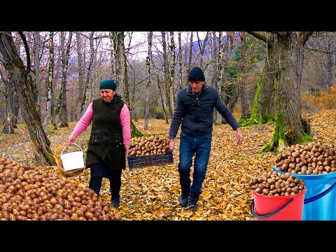 Harvesting Acorn in Azerbaijan Mountain | Making Coffee and Flour from acorn