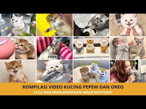 Kompilasi Video Kucing Terlucu Pepew & Oreo yang Wajib Ditonton!