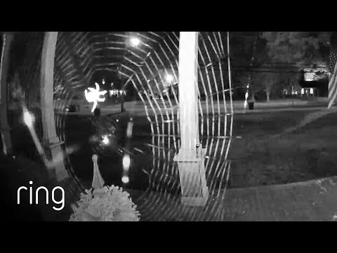 Look at the Size of This Spiderweb! | RingTV