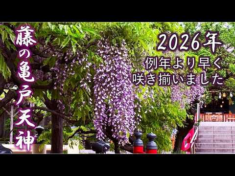 【2026年 藤の亀戸天神】東京一の藤の名所