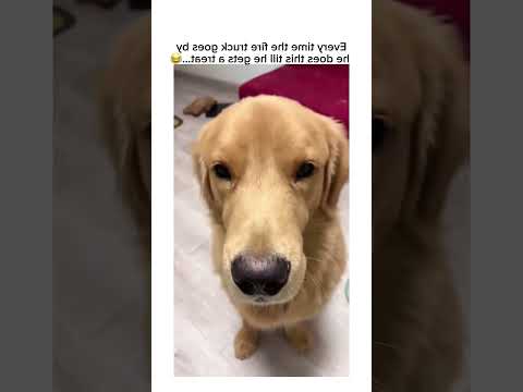 Funny and cute dogs #funnydogs#cute#doglover#doglife#cure#dogshorts#pet#usa