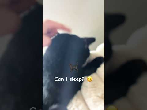 How many taps? #cat #music #howmanytaps #funny