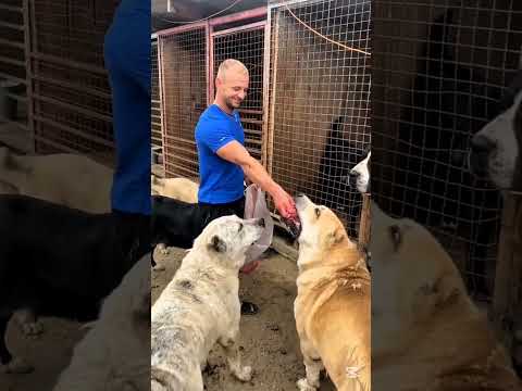 Brutal justice in the mountains ๐ค๐ฅ๐๏ธ #facts #animals #dogs