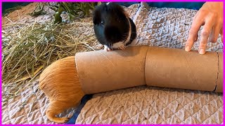 Guinea pig hide-and-seek!