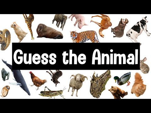 Guess the Animal Sound Game (配合eSTAR2 Unit1)