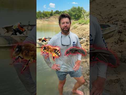 Which Swarm of Animal Is The Worst To Encounter?