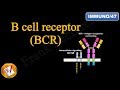 B-cell Activation and Immunoglobulin Functions