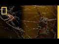Redback Spider Characteristics and Behavior