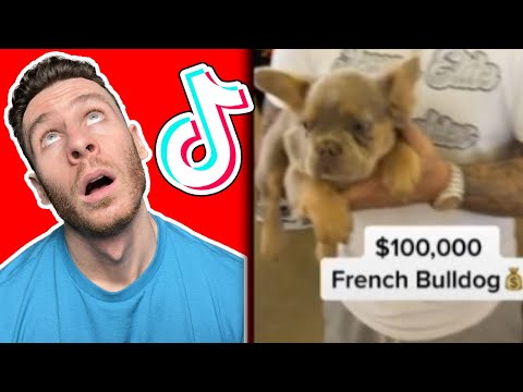 Try not to say WOW French Bulldog dog challenge. Dog trainer reacts!