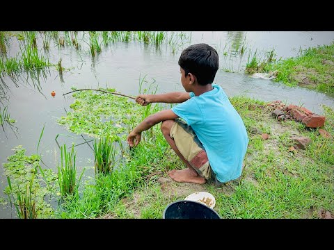 Fishing in Rainy Season Water ~ Village Little Boy Catching Fish With a Hook in a Village Rice Field