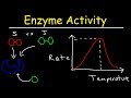 Enzyme Activity and Inhibition Concepts
