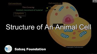 Structure of An Animal Cell