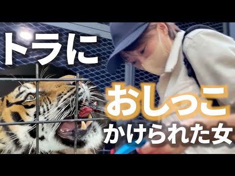 【北海道】日本一危険な動物園・後編 ノースサファリサッポロでトラにおしっこを飛ばされました