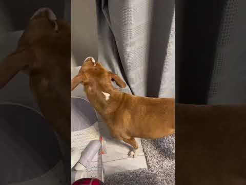 Funny and cute dogs compilation#funnydogs#cute#doglover#doglife#cure#dogshorts#pet#doglife#dogshorts