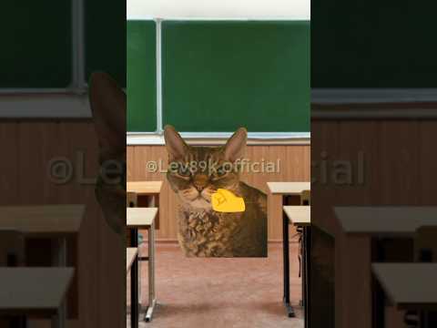 До какого города дошло это видео🤔🤨#хочуврек#котики#футажи#shorts Автор звука:@kikkadim