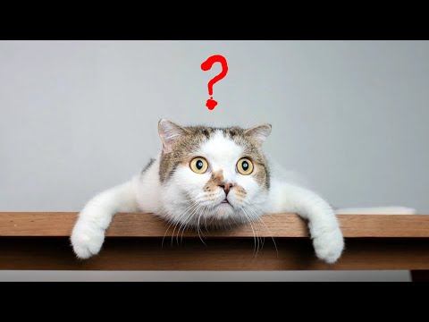 Как кошка извиняется перед человеком.  Извиняется ли?
