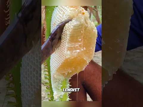 madu liar alami yang menyehatkan #madu #honey #shorts