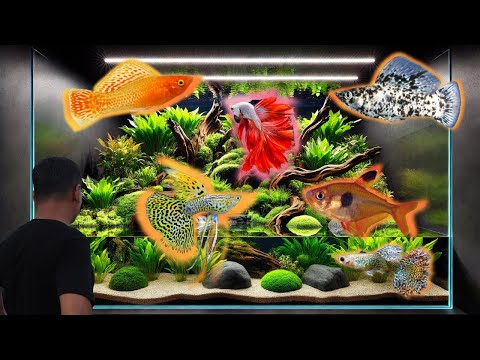 Revamping Our Ornamental Fish Collection: Exciting New Plans