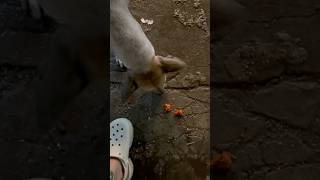 I always feed street dogs whenever I see them🐕🐾#dog #puppy