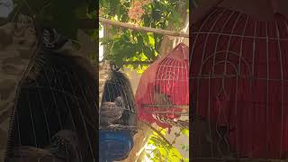 #ĐồngCòi #minhzidane #minhzidanechiase #birds